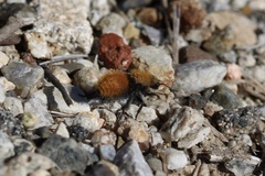 Dasymutilla californica