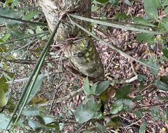 Trichocentrum ascendens