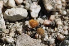 Dasymutilla californica