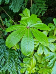 Schefflera digitata