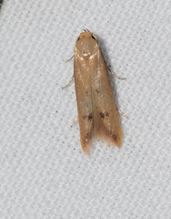 Tachystola hemisema