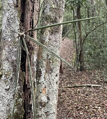 Trichocentrum ascendens