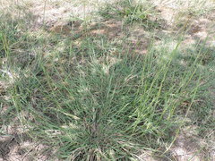 Bothriochloa ischaemum