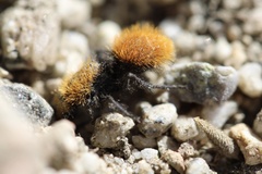 Dasymutilla californica