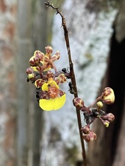 Trichocentrum ascendens