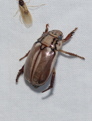 Anoplognathus abnormis