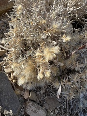 Tetradymia canescens