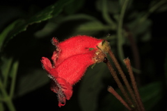 Kohleria inaequalis