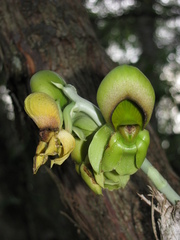 Catasetum integerrimum