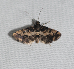 Nacoleia amphicedalis