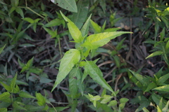 Poikilacanthus