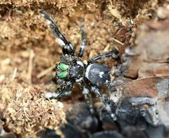 Phidippus regius
