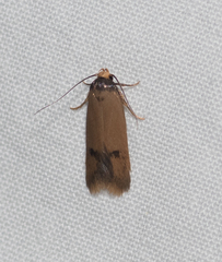 Oecophorinae