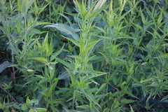 Poikilacanthus