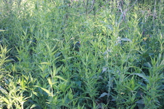 Poikilacanthus