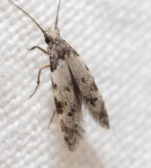 Taygete attributella