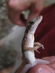 Anolis rodriguezii