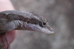 Anolis rodriguezii