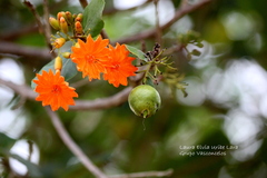 Cordia dodecandra