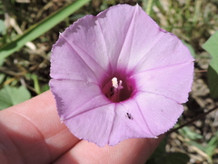 Ipomoea cordatotriloba