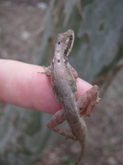 Anolis rodriguezii