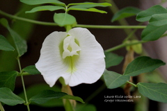 Clitoria