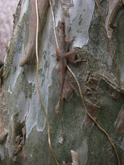 Anolis rodriguezii