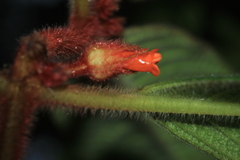 Besleria tuberculata
