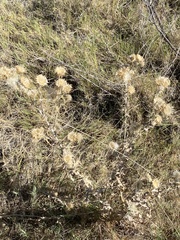 Cirsium mohavense