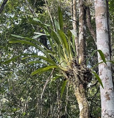 Oncidium sphacelatum