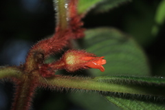 Besleria tuberculata