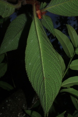Besleria tuberculata