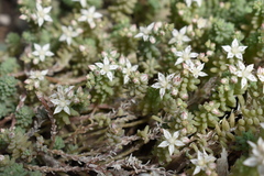 Sedum potosinum
