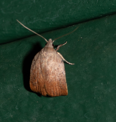 Tortricopsis pyroptis