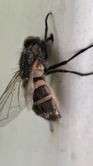 Musca domestica