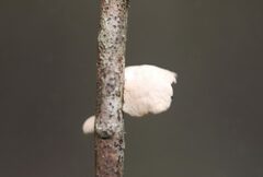 Marasmiellus affixus