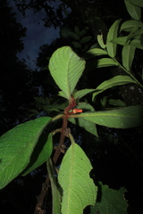 Besleria tuberculata