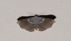 Esthlodora versicolor