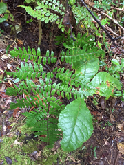 Cyathea tsaratananensis