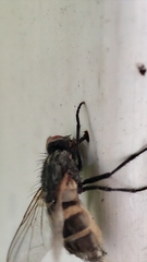 Musca domestica