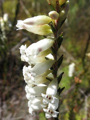 Epacris obtusifolia