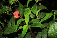 Kohleria inaequalis