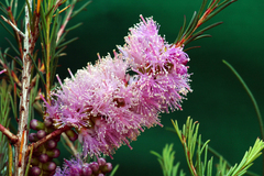 Melaleuca diosmatifolia