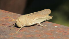 Schistocerca damnifica