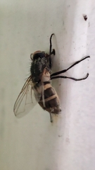 Musca domestica