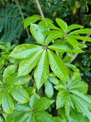 Schefflera digitata