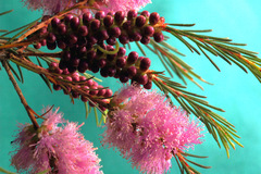 Melaleuca diosmatifolia