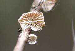 Marasmiellus affixus