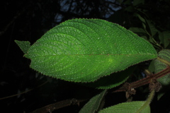 Besleria tuberculata