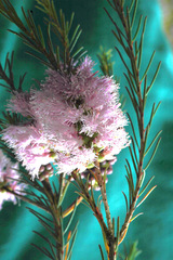 Melaleuca diosmatifolia